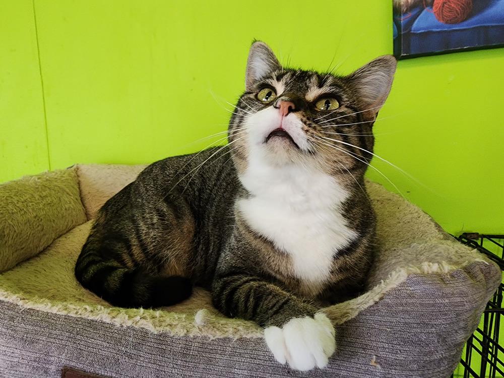Enlarge Natalie, a Adoptable Domestic Short Hair in Evansville, IN image 3/3