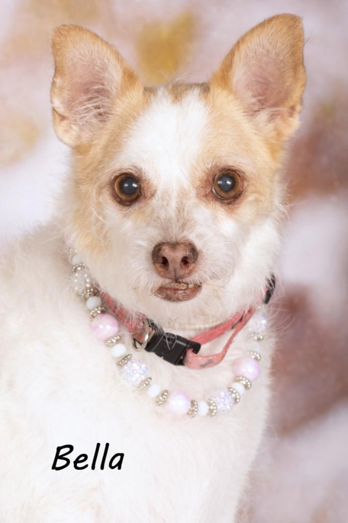 Enlarge AnnaBella (knows Bella), a Adoptable mixed breed in Gilbert, AZ image 1/2