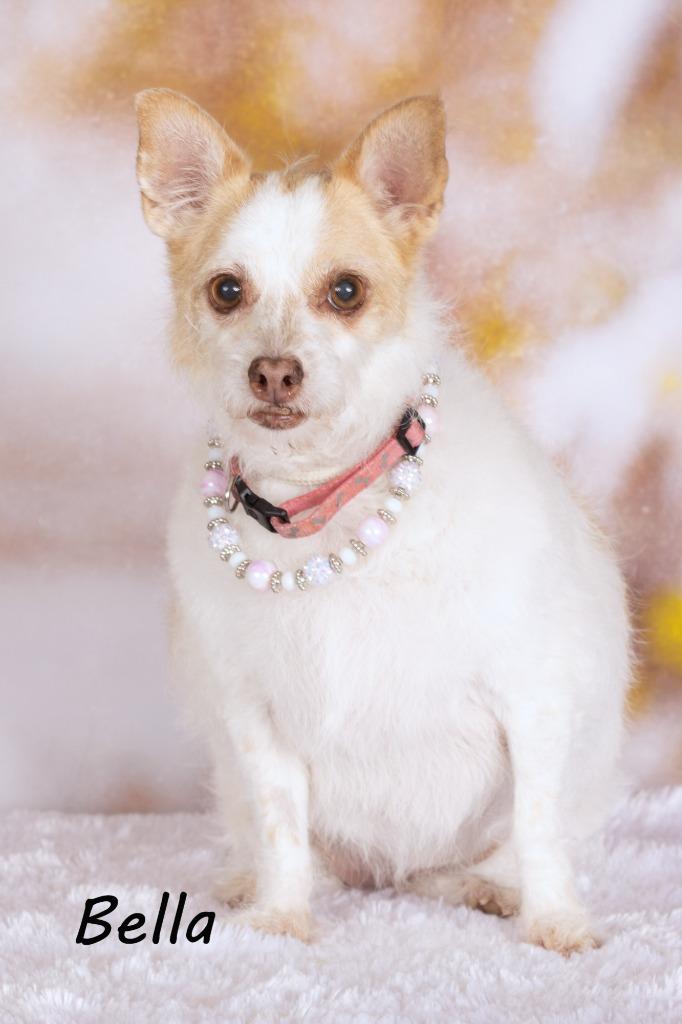 Enlarge AnnaBella (knows Bella), a Adoptable mixed breed in Gilbert, AZ image 2/2