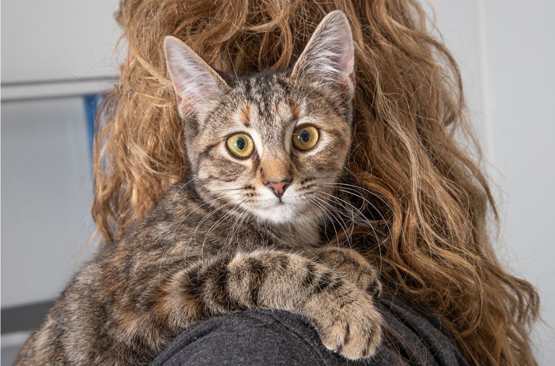 Pinto, Adopted, Young Female Domestic Short Hair.