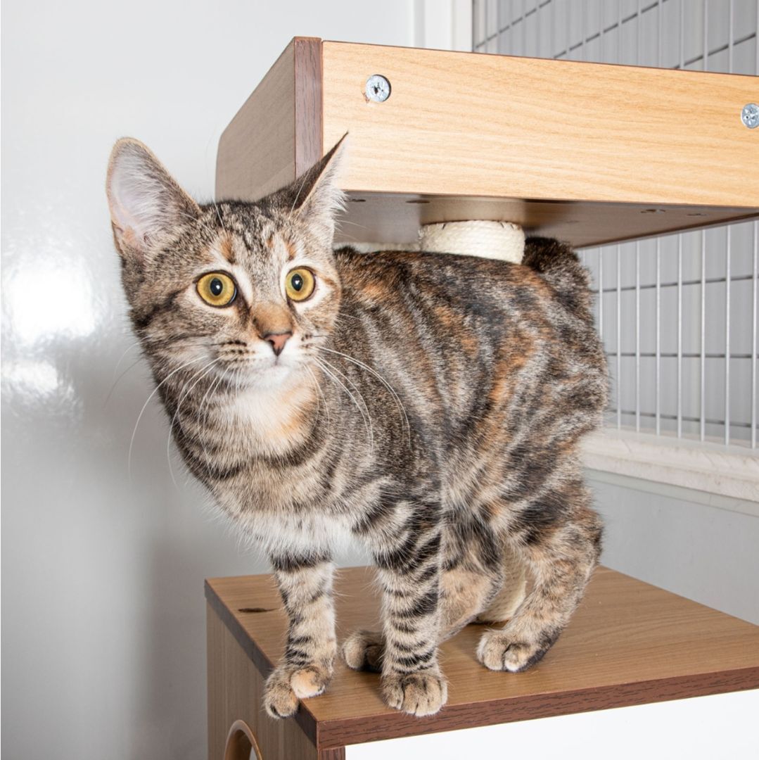 Enlarge Pinto, a Adopted Domestic Short Hair in Williamsport, PA image 2/6