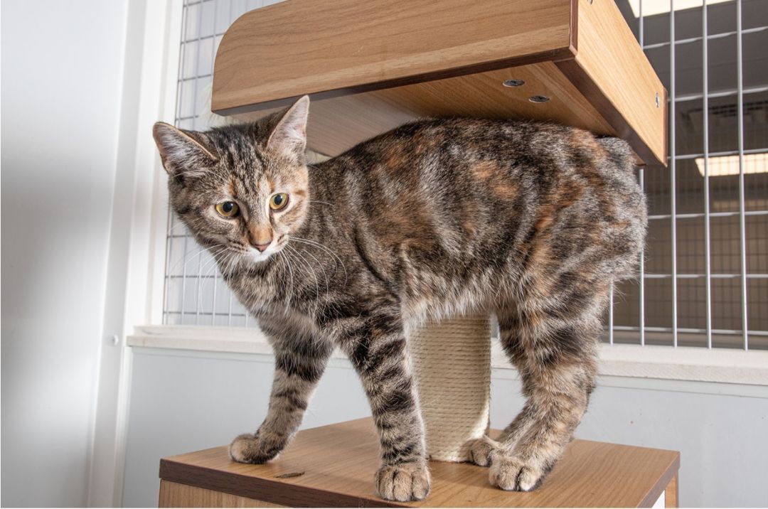 Enlarge Pinto, a Adopted Domestic Short Hair in Williamsport, PA image 3/6