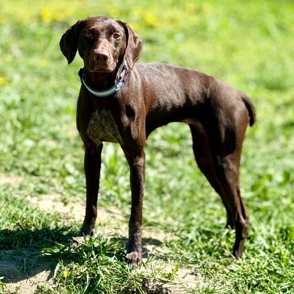 Enlarge June, a Adoptable German Shorthaired Pointer in West Richland, WA image 1/4