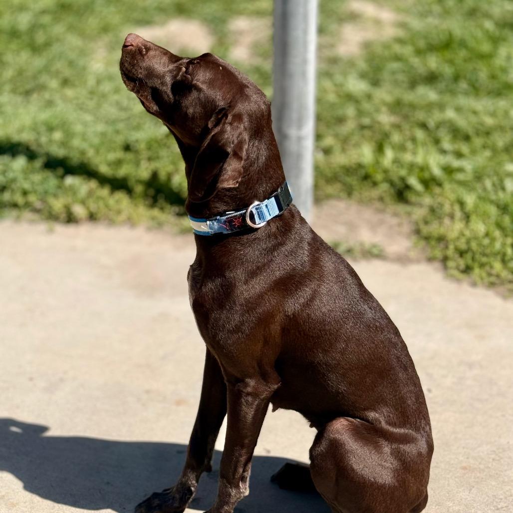 Enlarge June, a Adoptable German Shorthaired Pointer in West Richland, WA image 2/4