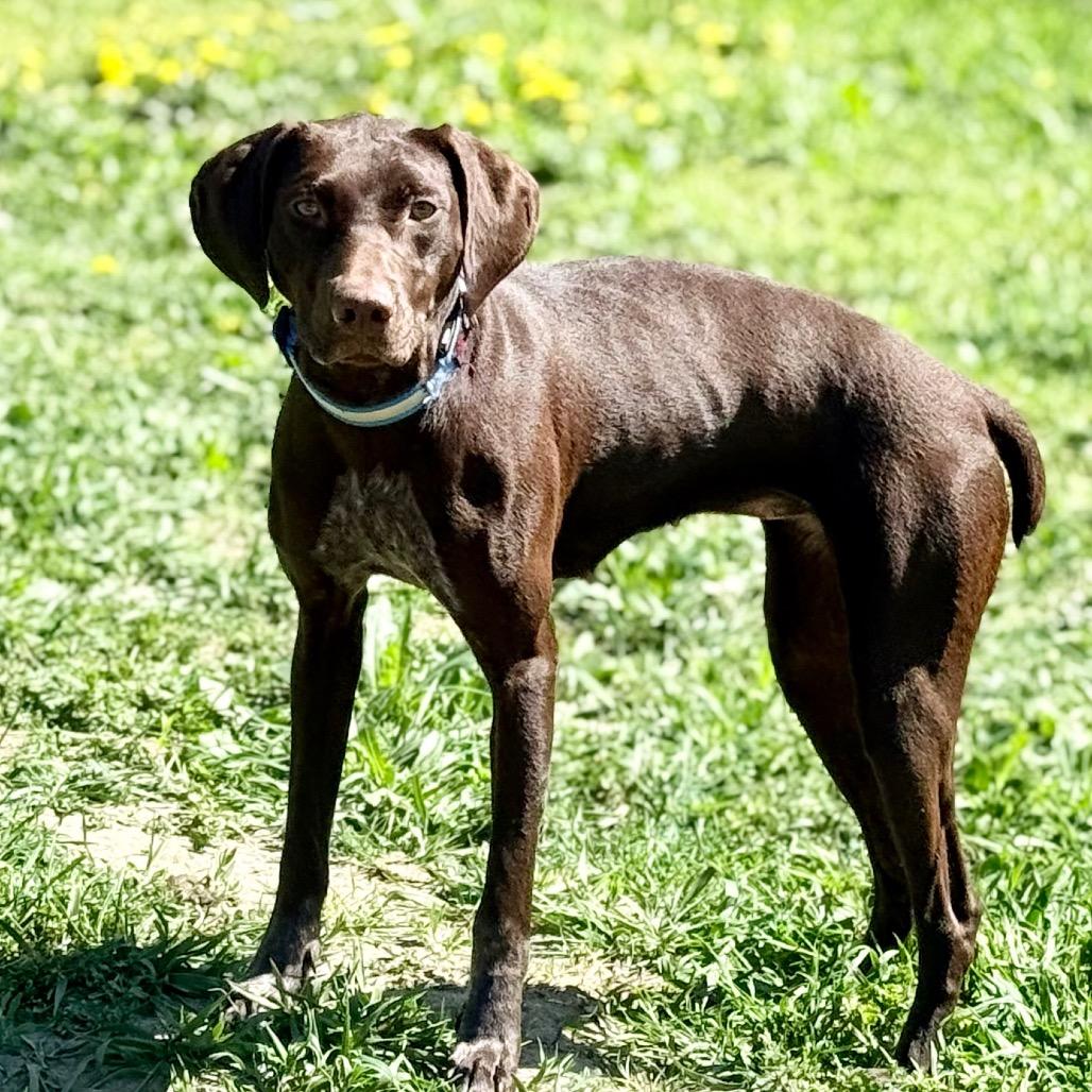 Enlarge June, a Adoptable German Shorthaired Pointer in West Richland, WA image 3/4