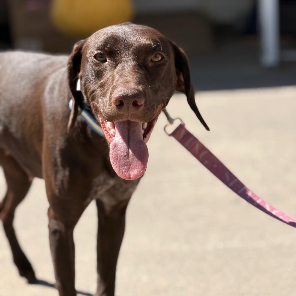 Enlarge June, a Adoptable German Shorthaired Pointer in West Richland, WA image 4/4