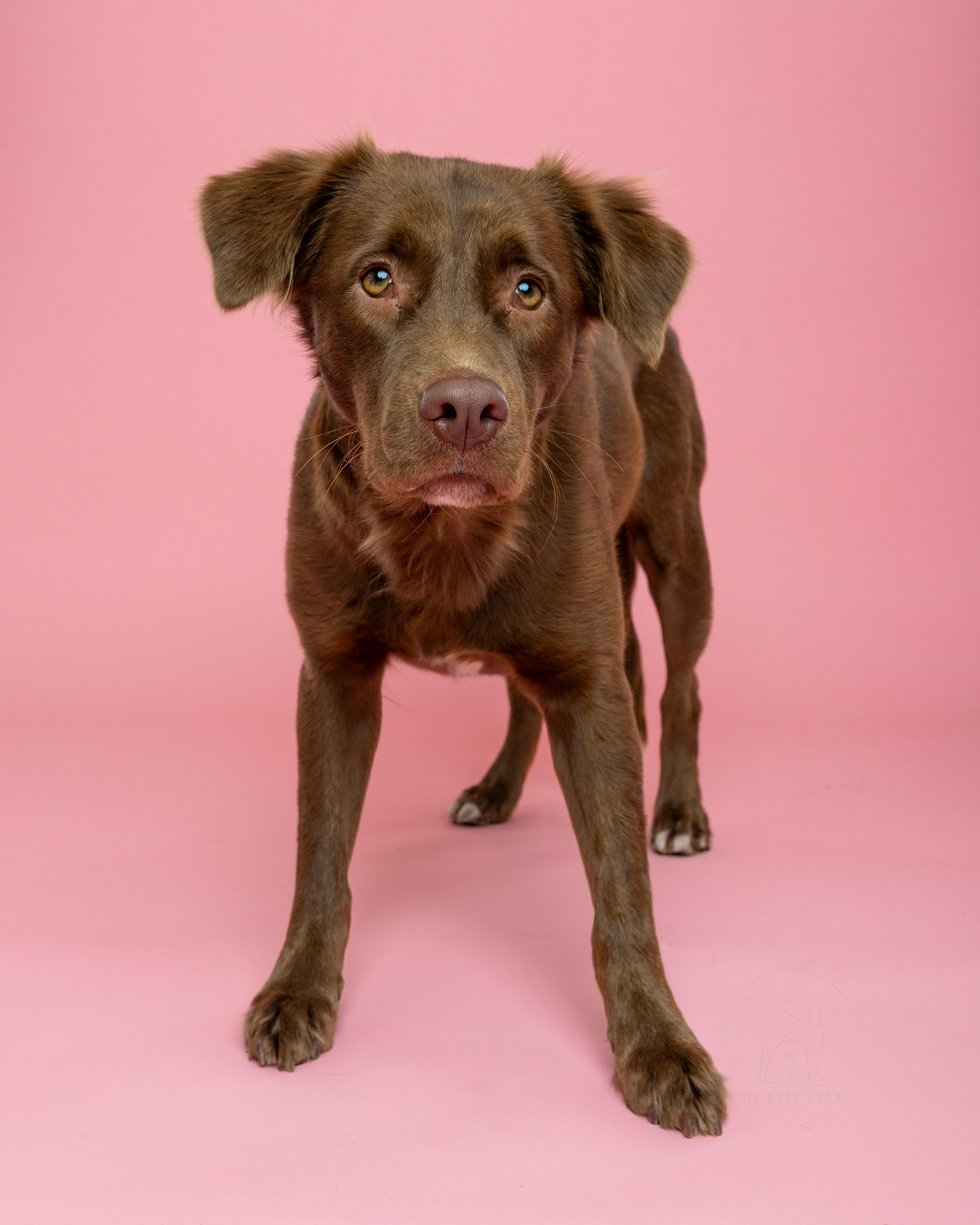 Lexie, ADOPTABLE, Adult Female Retriever.