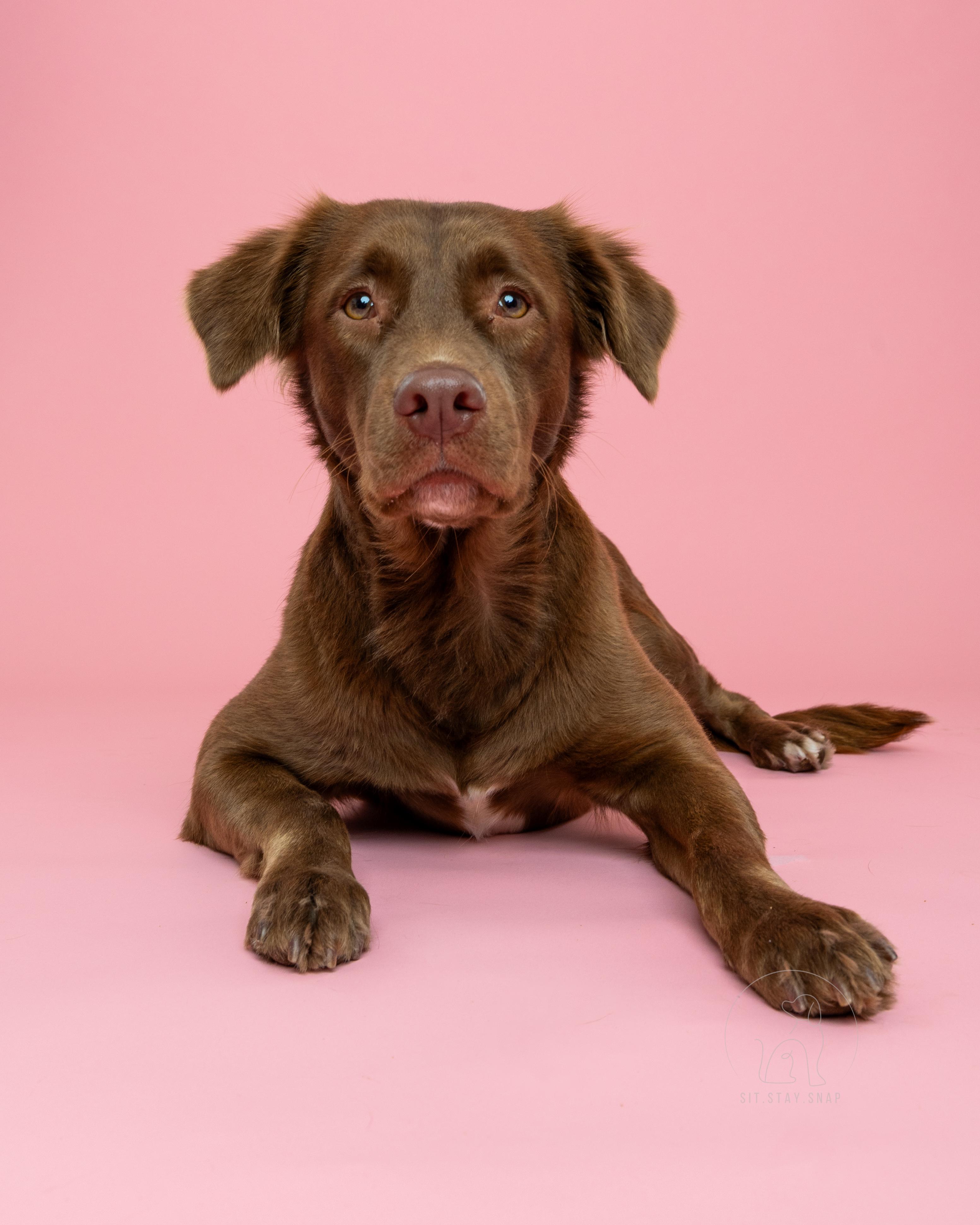 Lexie, a ADOPTABLE mixed breed in Fort Collins, CO image 2/5