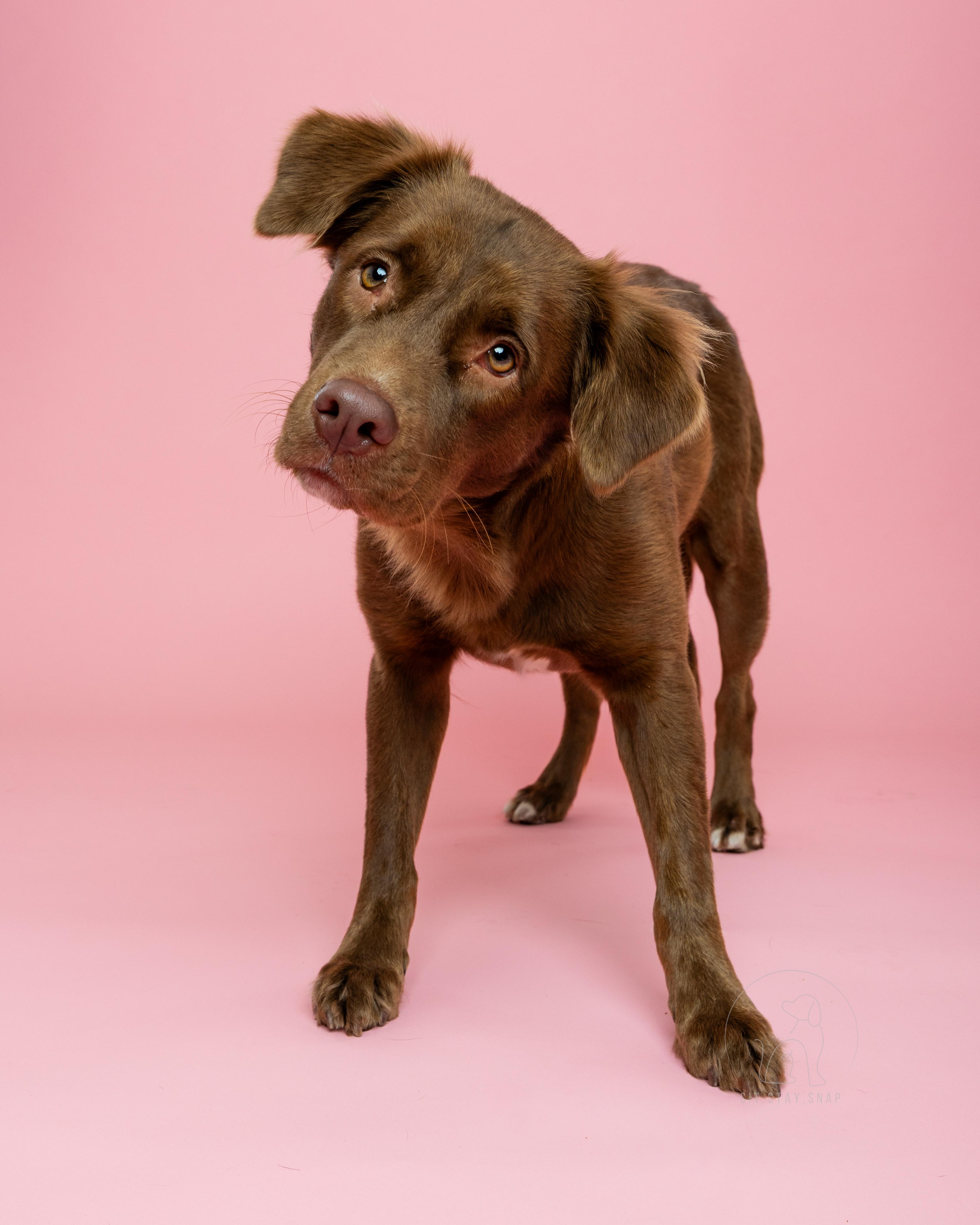Lexie, a ADOPTABLE mixed breed in Fort Collins, CO image 3/5