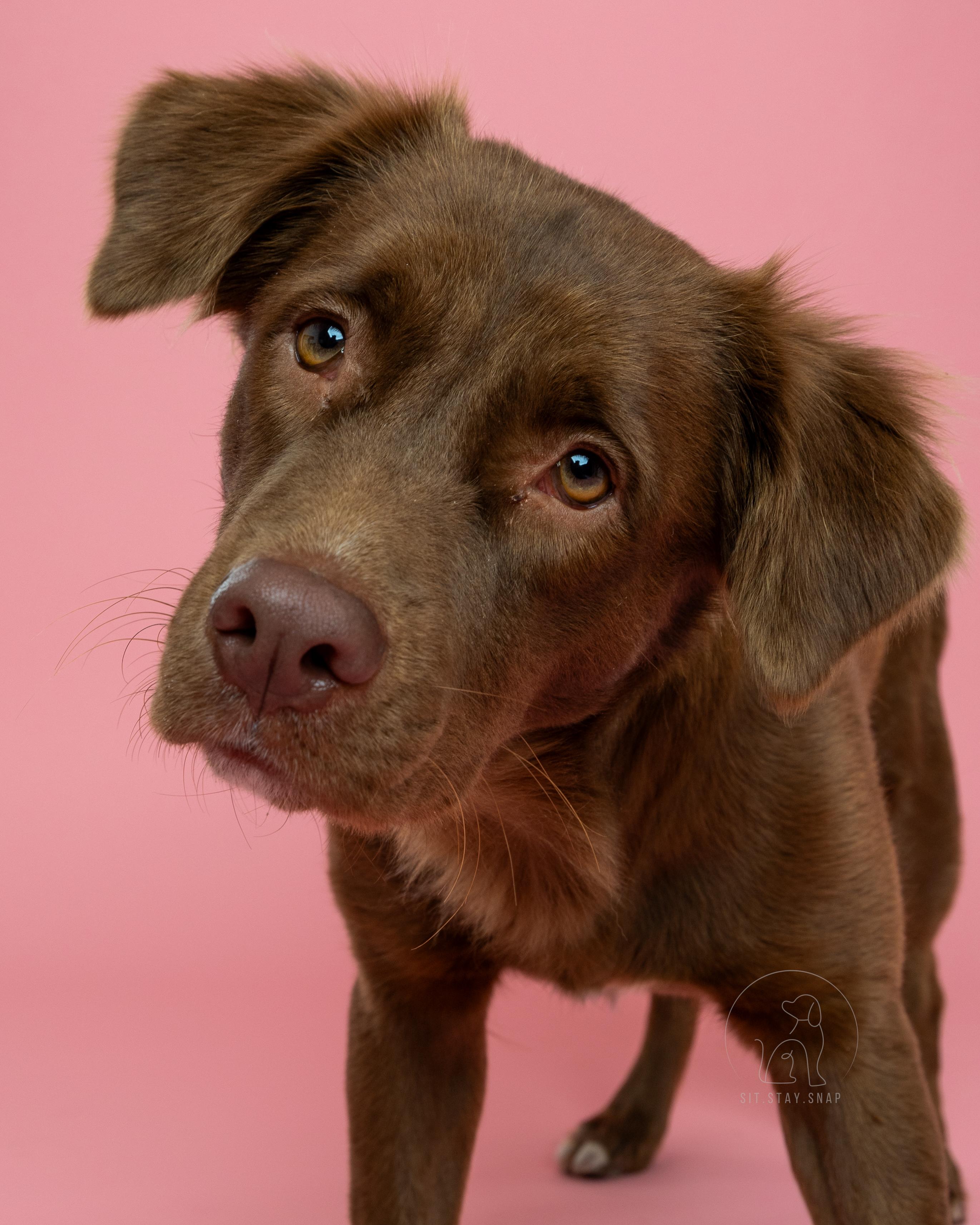 Lexie, a ADOPTABLE mixed breed in Fort Collins, CO image 4/5