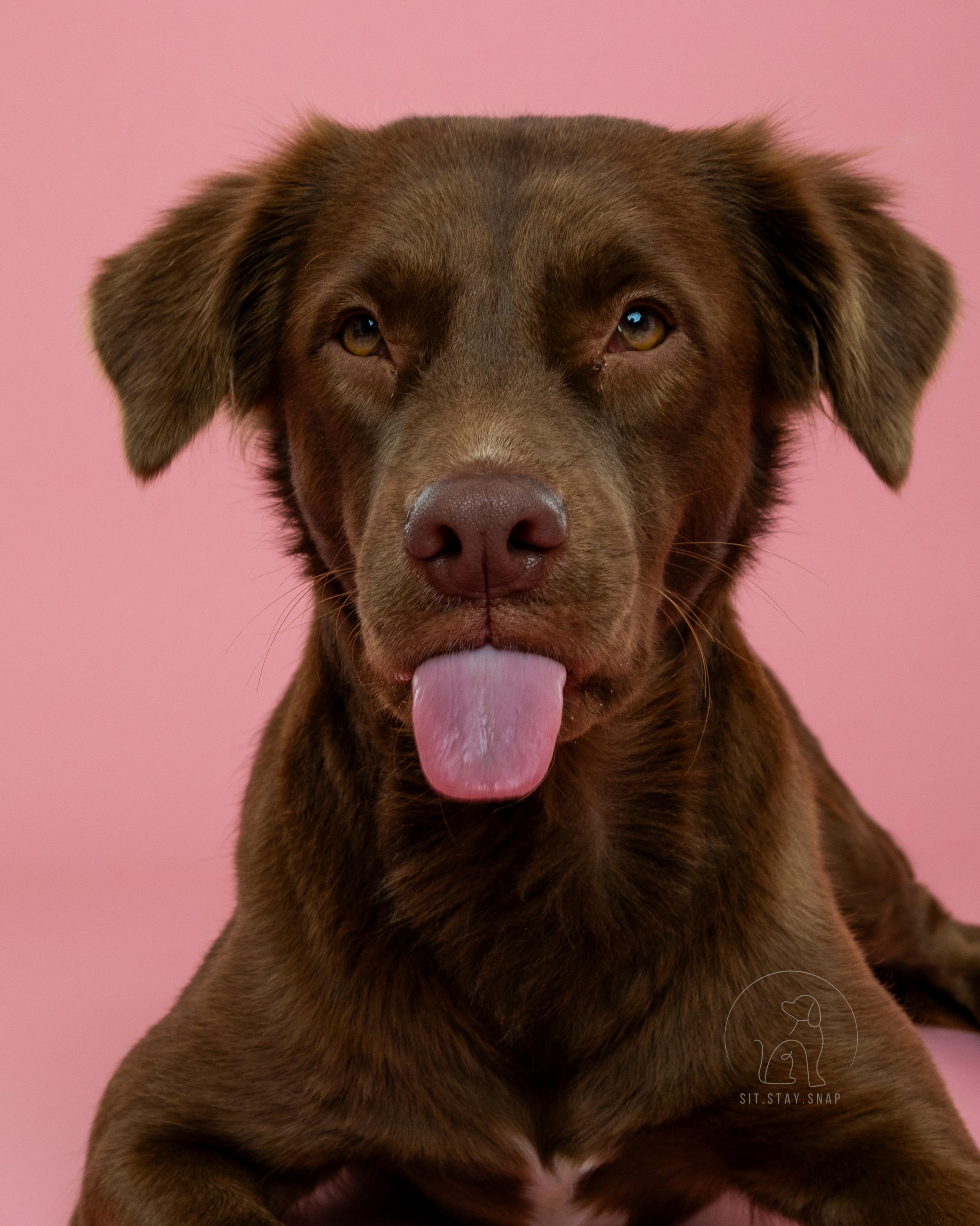 Lexie, a ADOPTABLE mixed breed in Fort Collins, CO image 5/5
