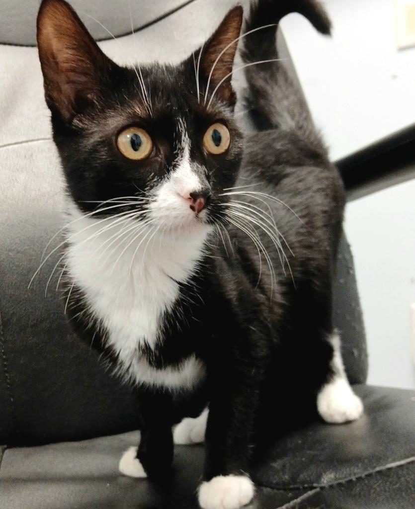 Kitkat, Adoptable, Young Female Domestic Short Hair.