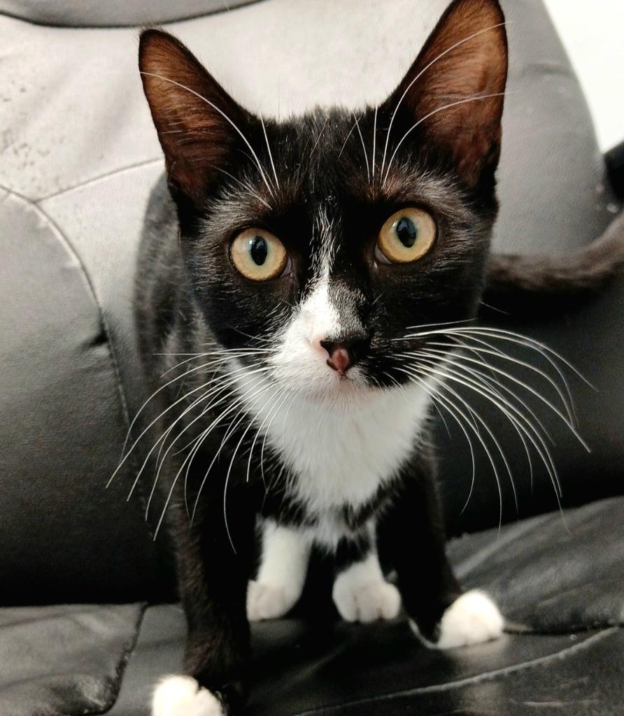 Kitkat, a Adoptable mixed breed in Sunrise Beach, MO image 2/4