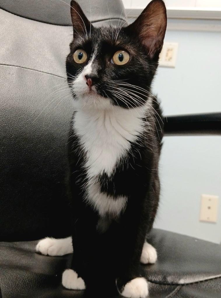 Kitkat, a Adoptable mixed breed in Sunrise Beach, MO image 3/4