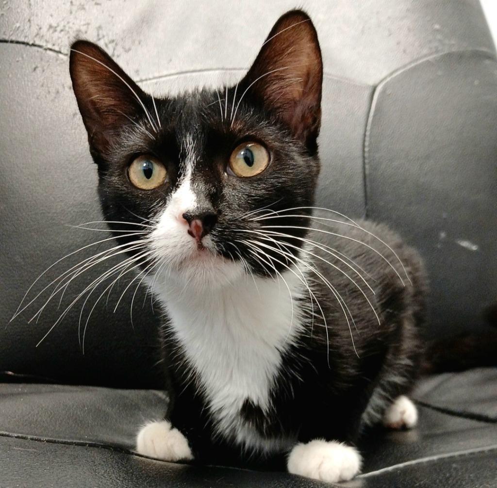 Kitkat, a Adoptable mixed breed in Sunrise Beach, MO image 4/4