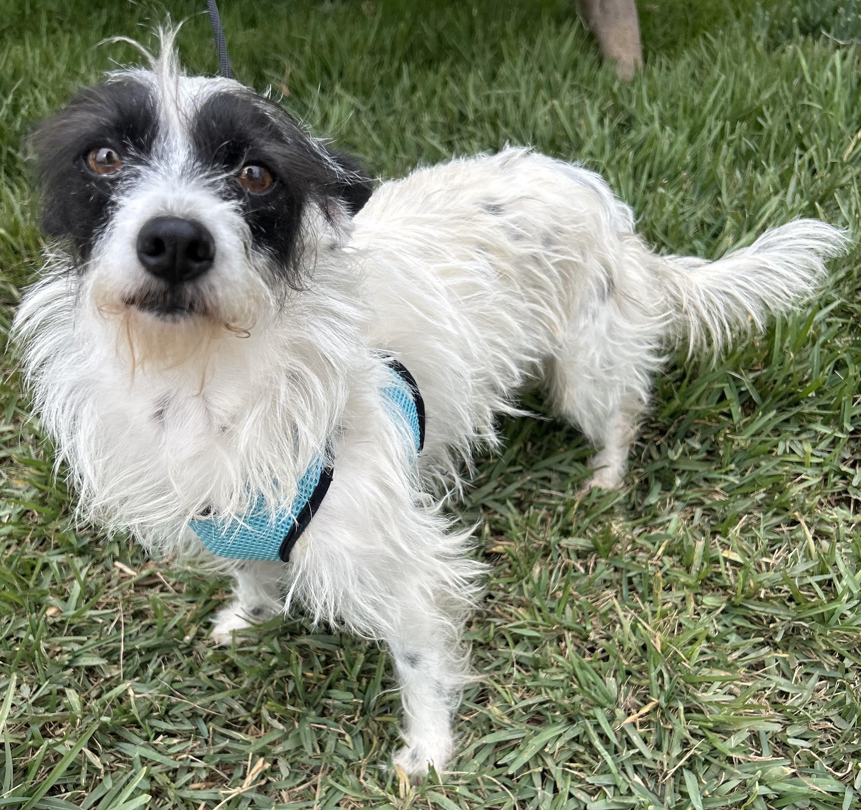 Enlarge BETTY, a ADOPTABLE mixed breed in Bell Gardens, CA image 4/6
