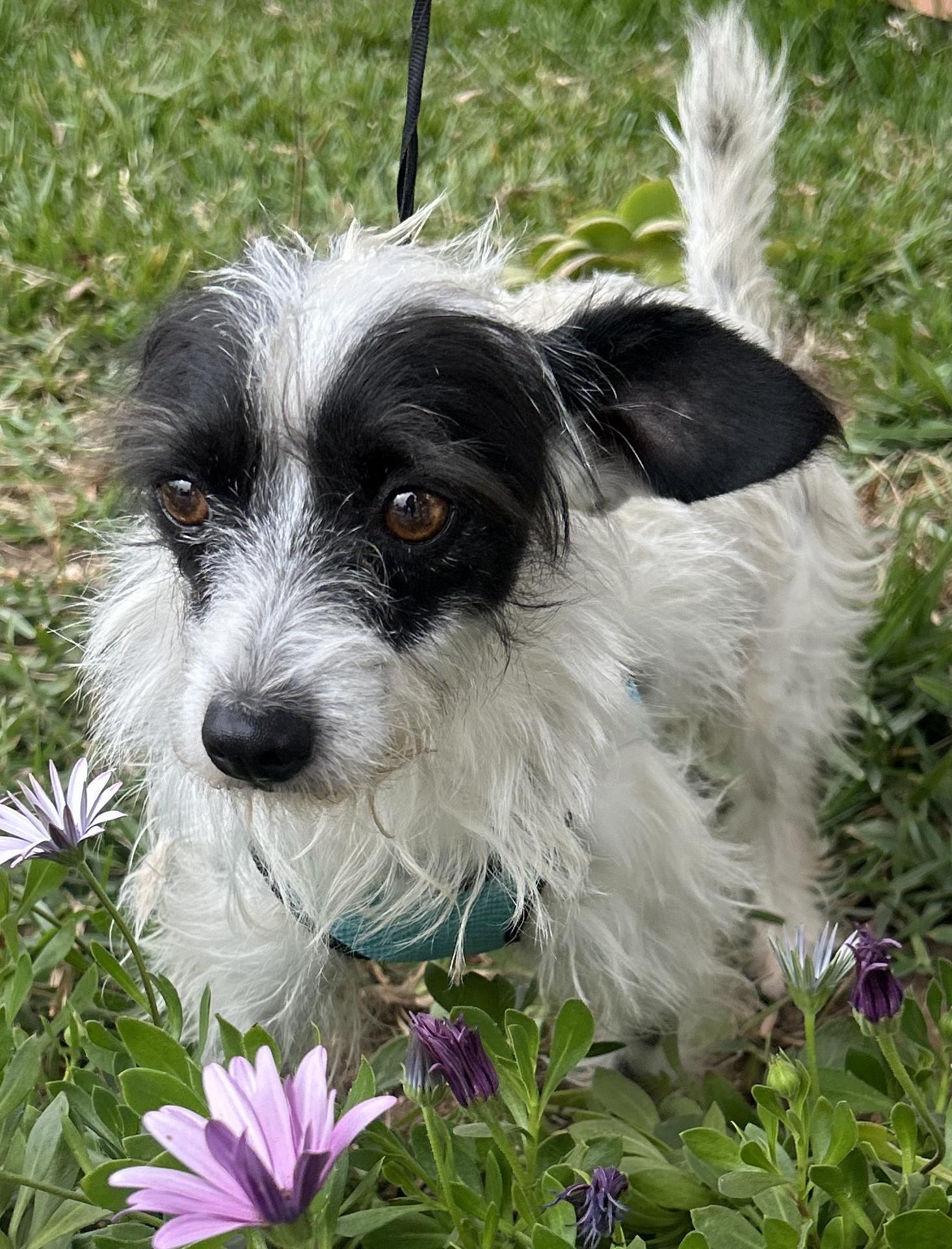 Enlarge BETTY, a ADOPTABLE mixed breed in Bell Gardens, CA image 5/6