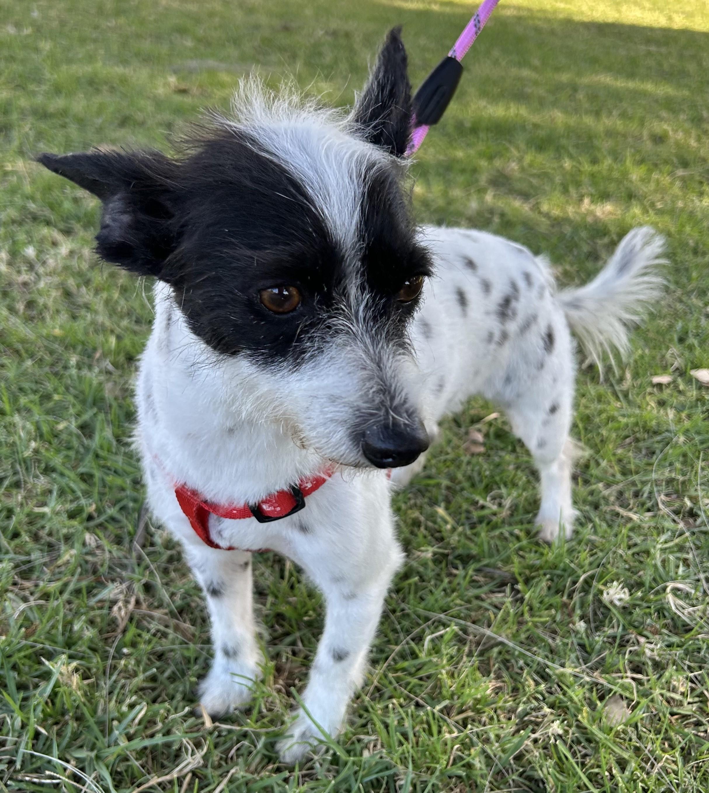 Enlarge BETTY, a ADOPTABLE mixed breed in Bell Gardens, CA image 3/6