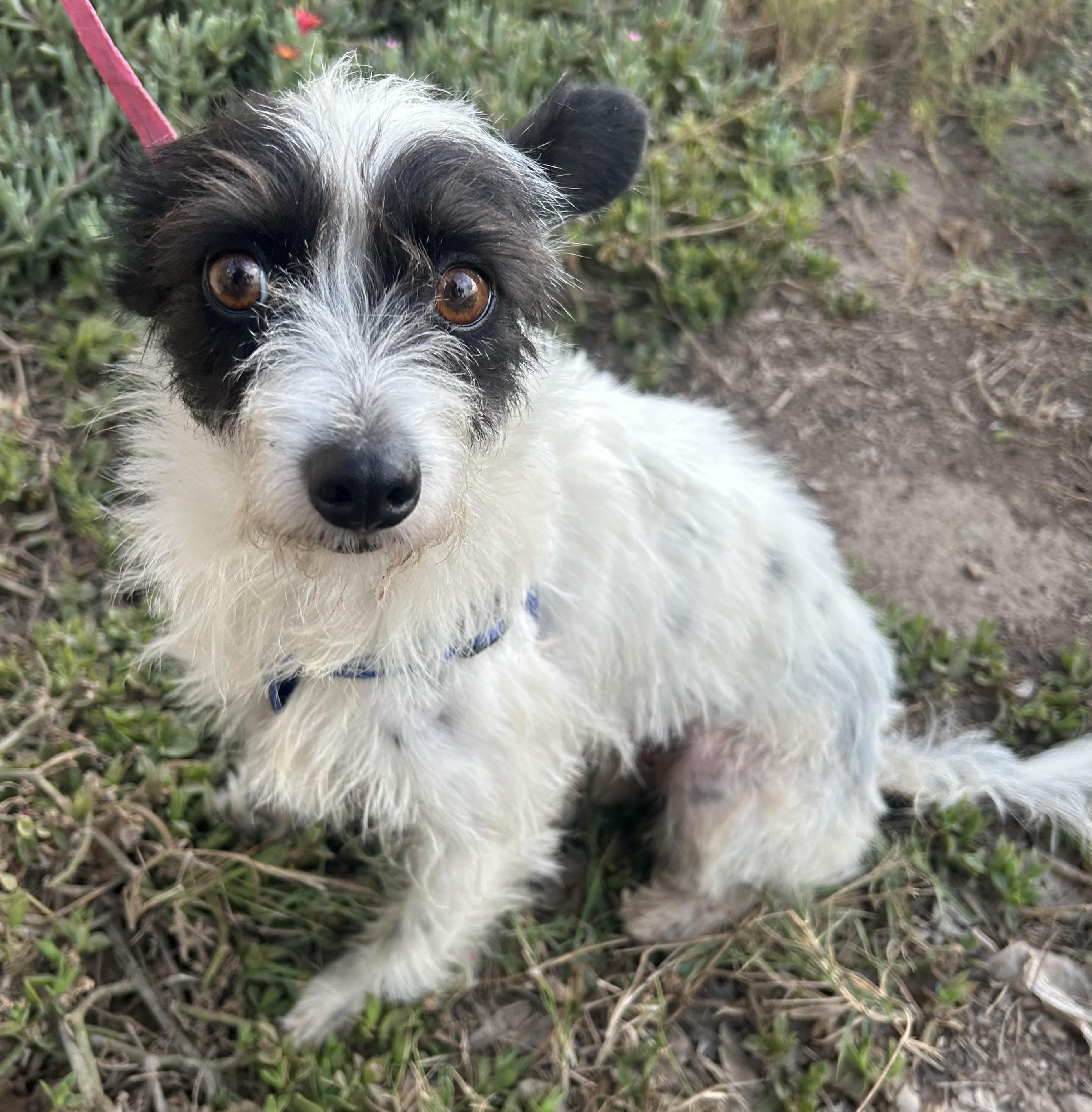 SASHA, ADOPTABLE, Young Female Parson Russell Terrier.