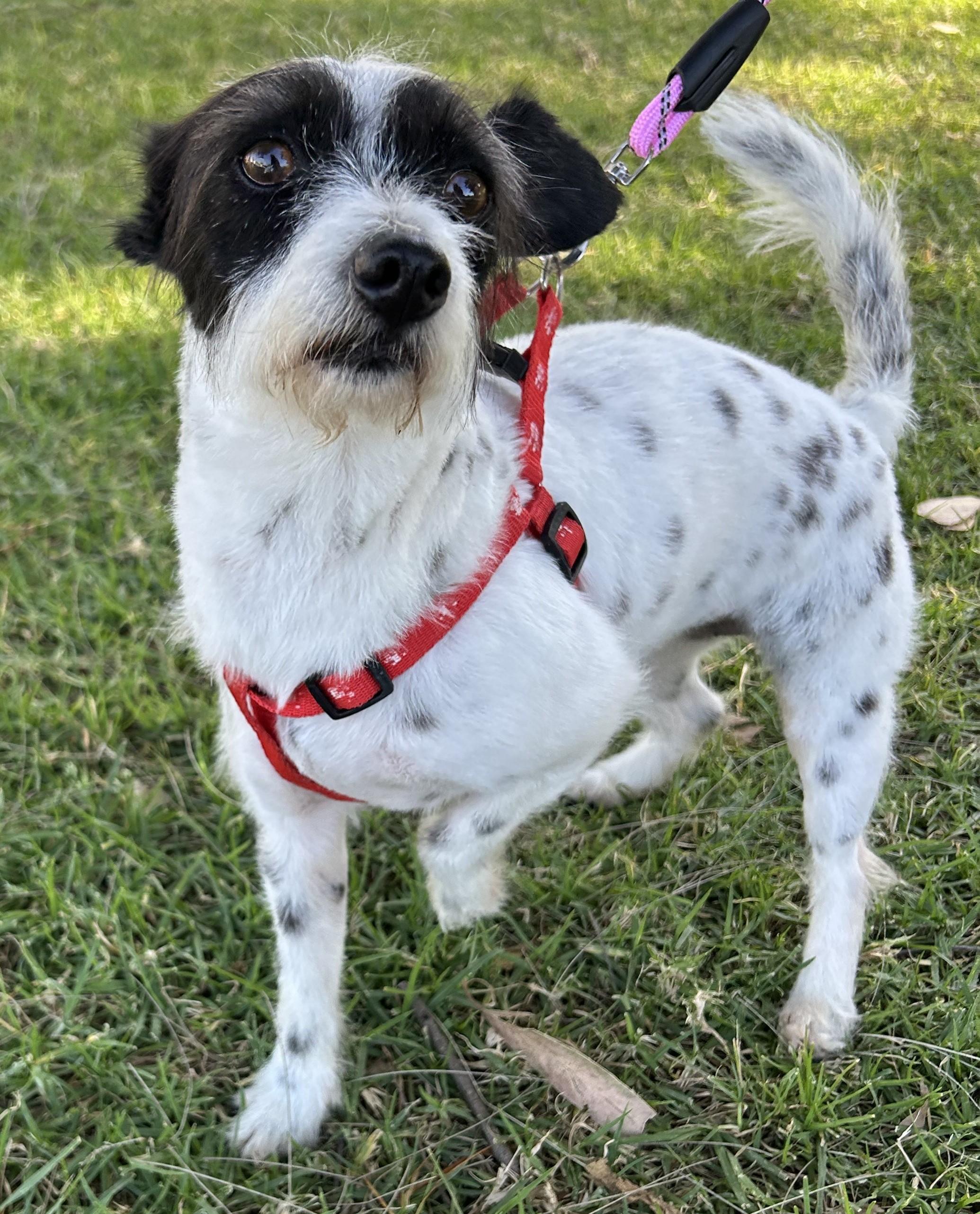BETTY, ADOPTABLE, Young Female Parson Russell Terrier.