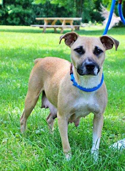 Samantha, Adoptable, Adult Female Beagle & Mixed Breed.