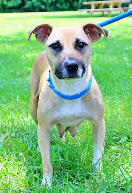 Enlarge Samantha, a Adoptable mixed breed in Morton Grove, IL image 2/2