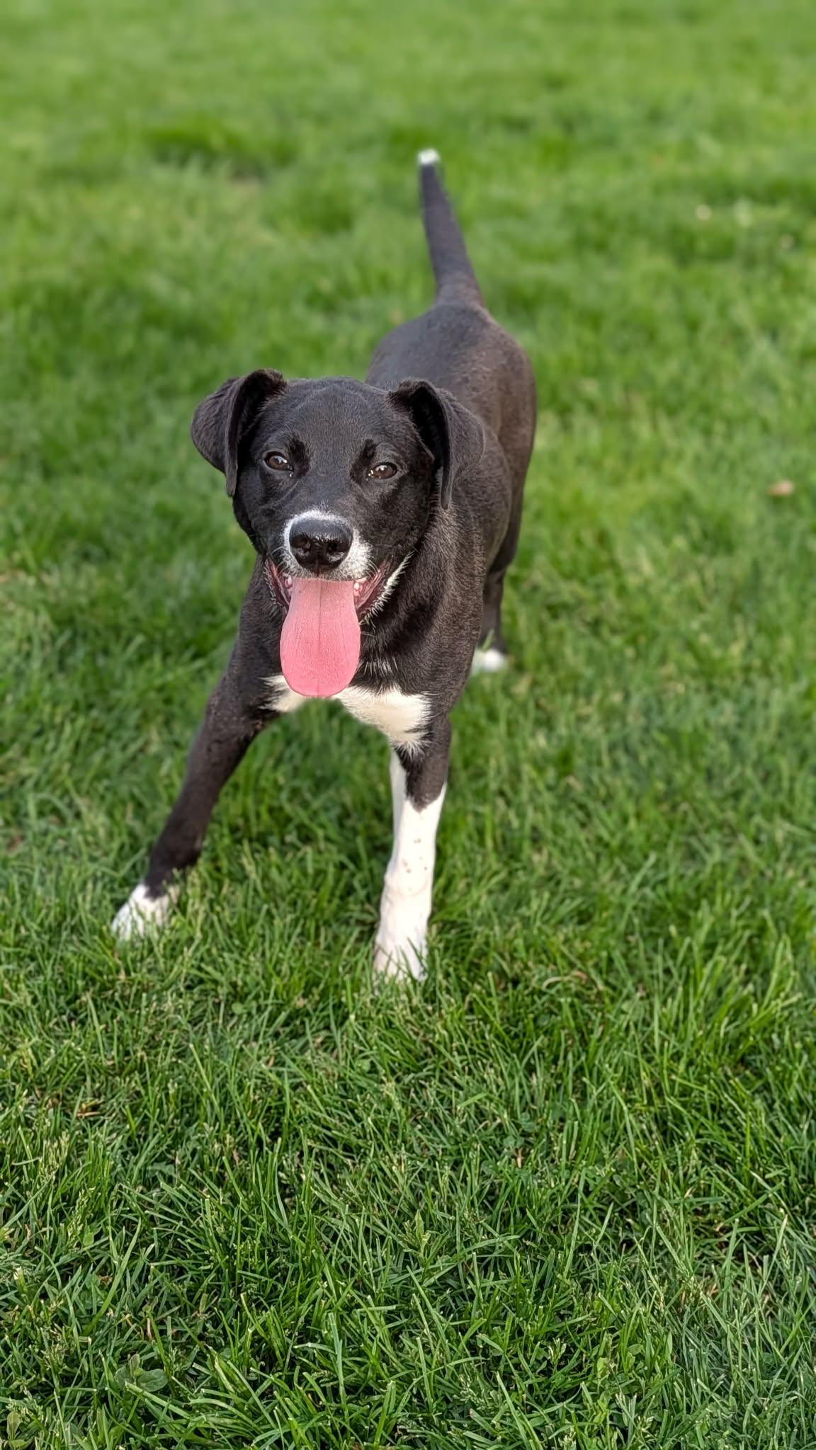 Peter Plankton, Adoptable, Young Male Pit Bull Terrier & Great Pyrenees.