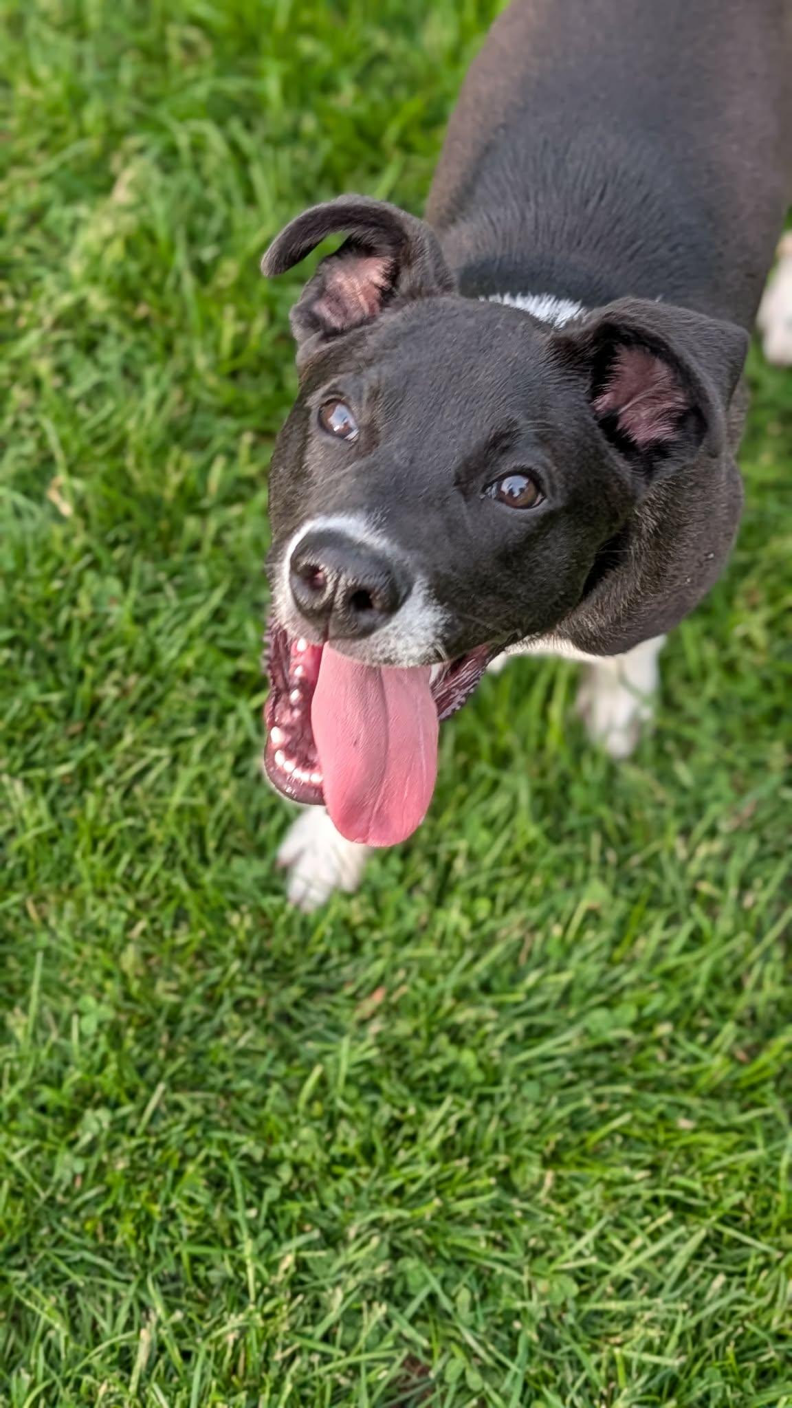Peter Plankton, a Adoptable mixed breed in New Baltimore, MI image 4/6