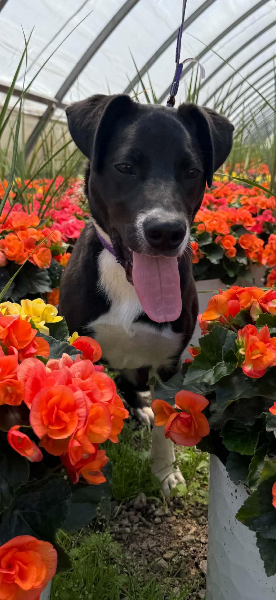 Peter Plankton, a Adoptable mixed breed in New Baltimore, MI image 5/6