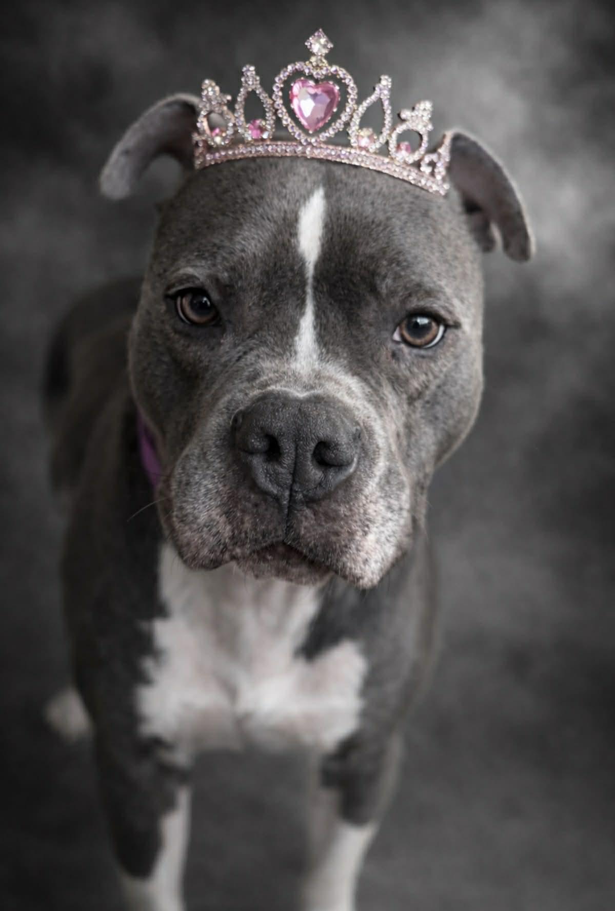 Enlarge Buttercup, a ADOPTABLE mixed breed in Brunswick, ME image 2/3