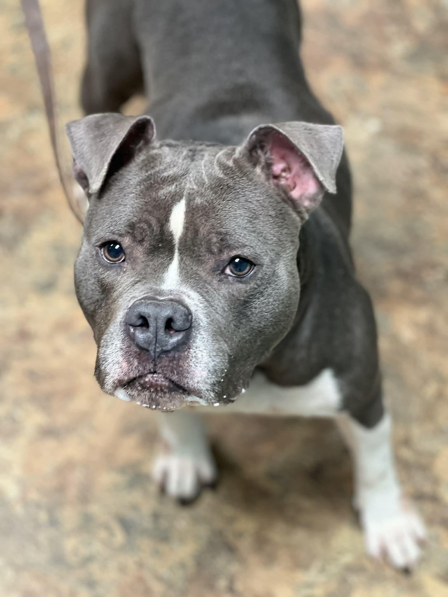 Enlarge Buttercup, a ADOPTABLE mixed breed in Brunswick, ME image 2/2