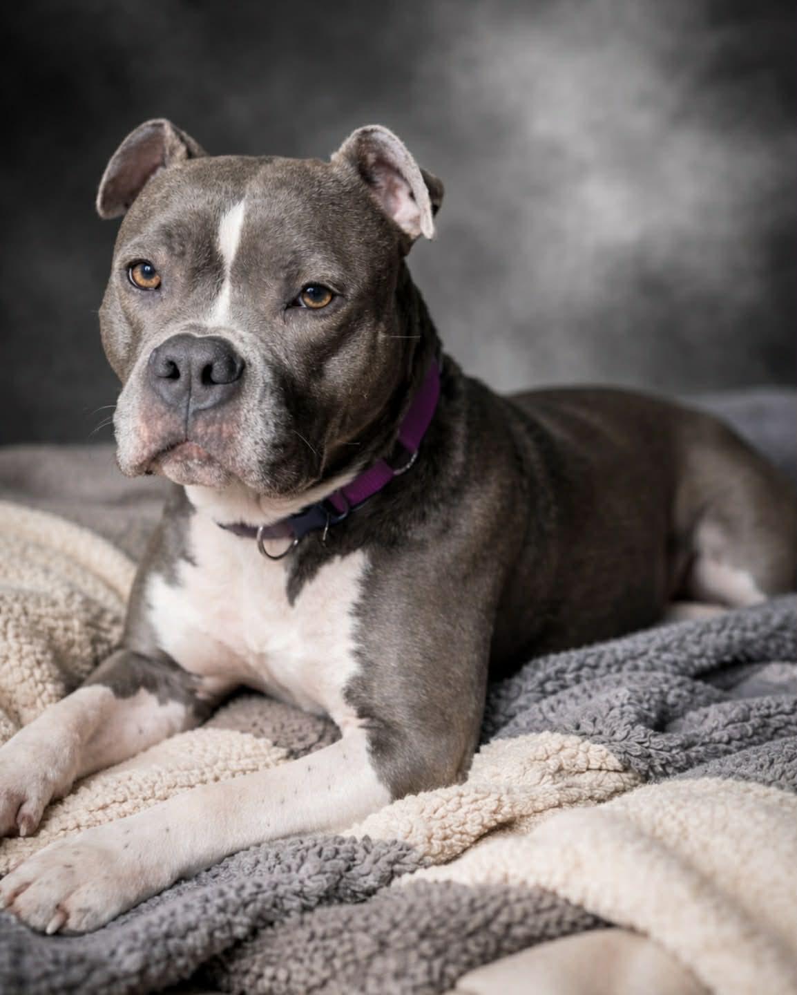 Enlarge Buttercup, a ADOPTABLE mixed breed in Brunswick, ME image 1/3