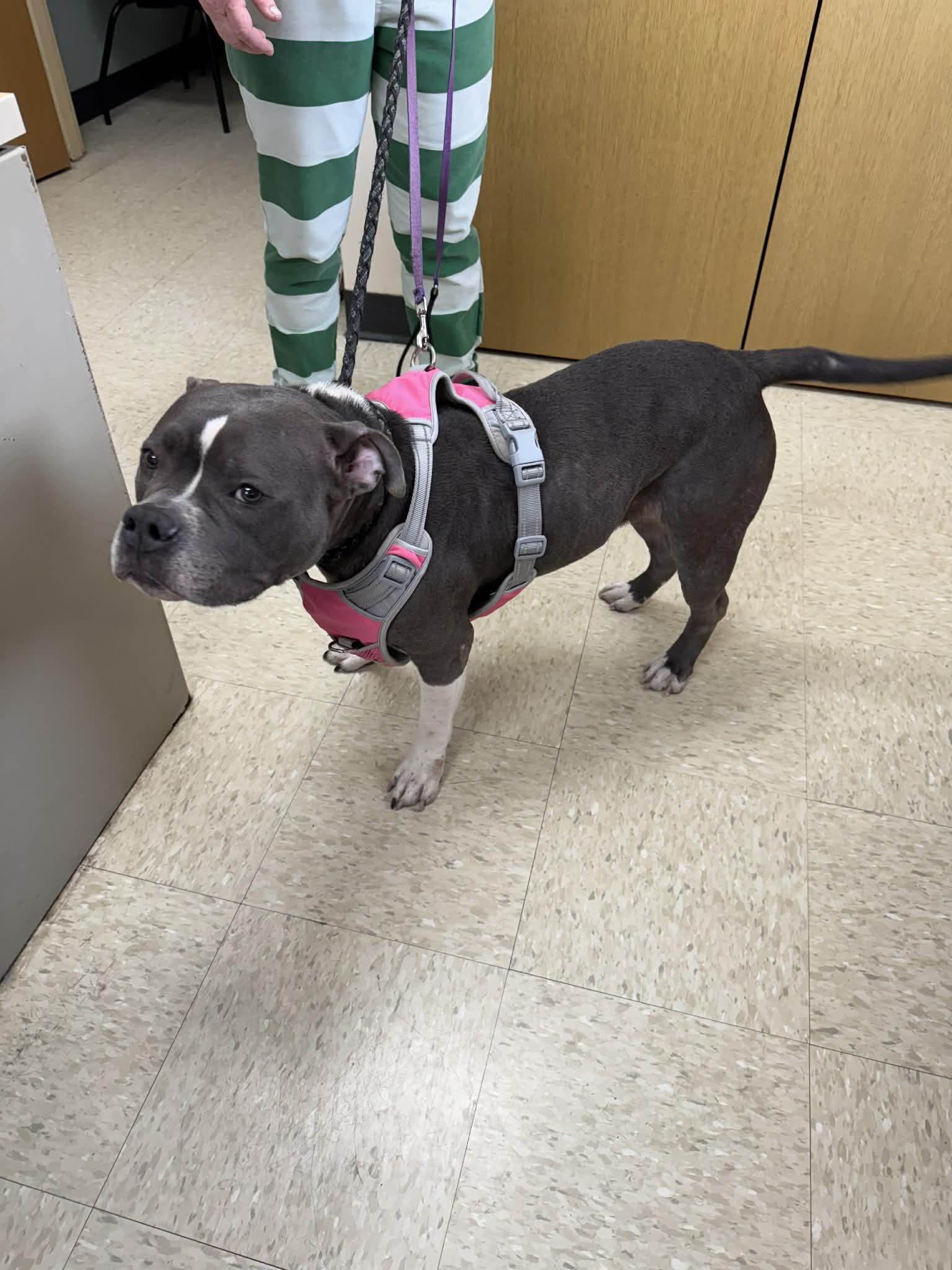 Buttercup, ADOPTABLE, Adult Female American Bulldog.