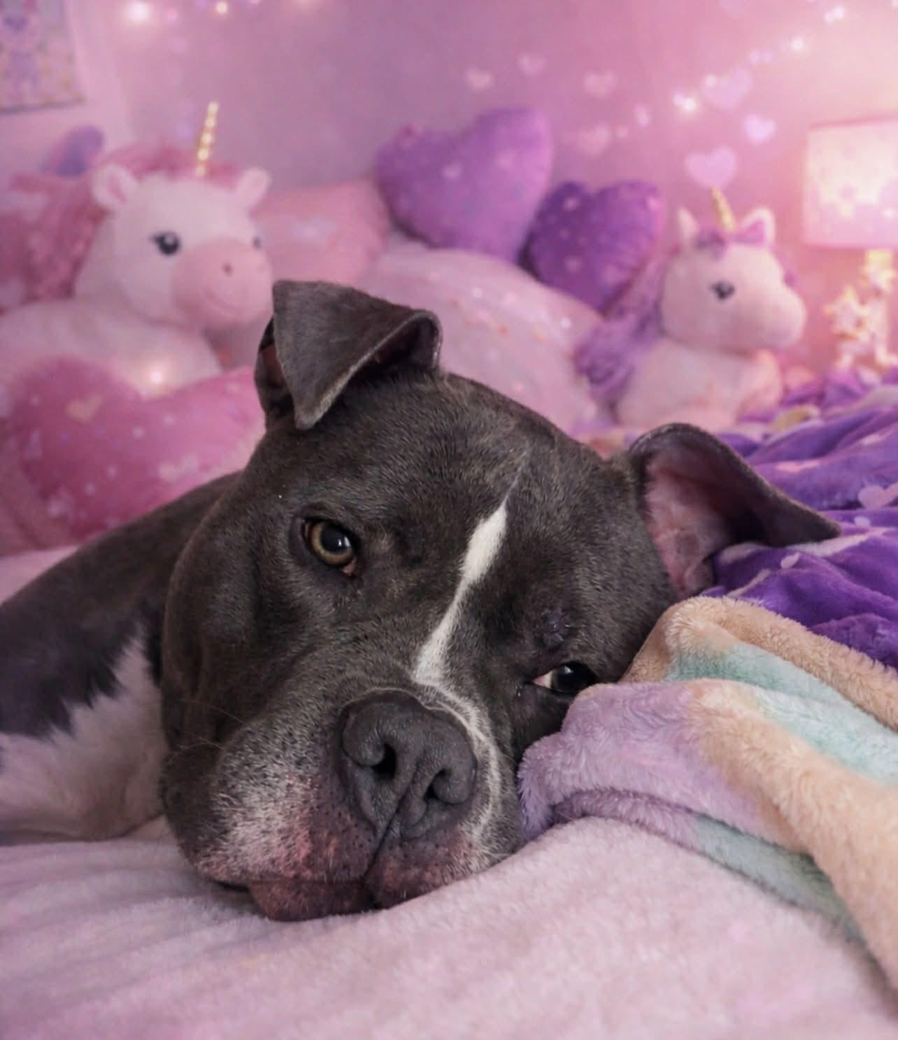 Enlarge Buttercup, a ADOPTABLE mixed breed in Brunswick, ME image 3/3