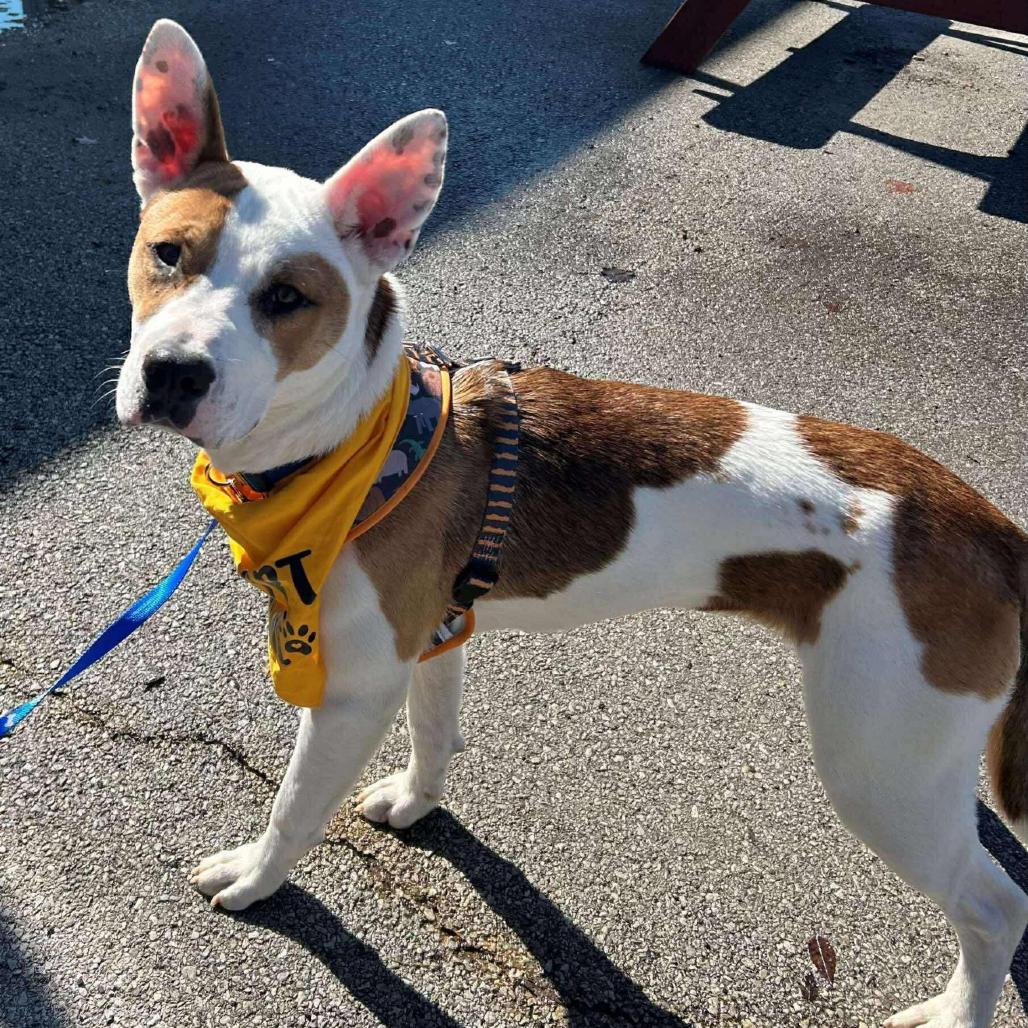 Nash, Adoptable, Adult Male Bull Terrier & Basenji.