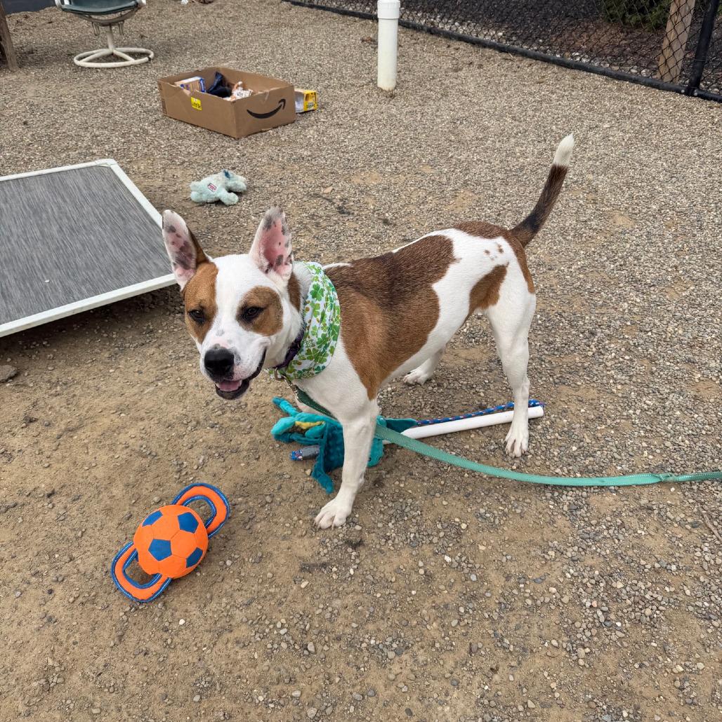 Enlarge Nash, a Adoptable mixed breed in Columbia Station, OH image 2/6
