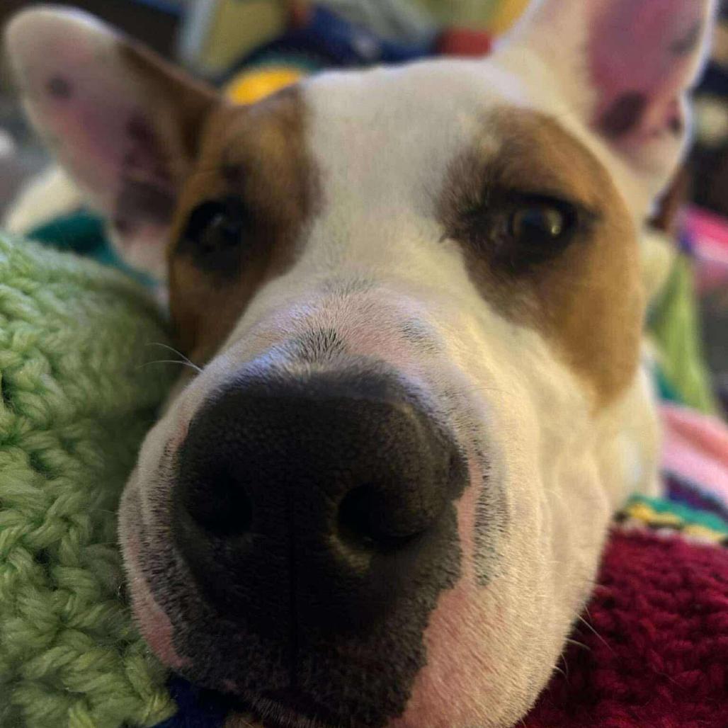 Enlarge Nash, a Adoptable mixed breed in Columbia Station, OH image 3/6