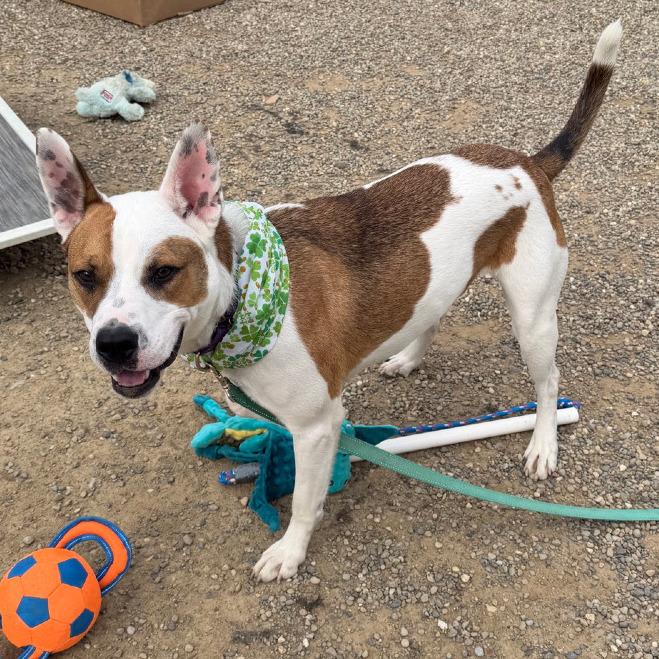 Enlarge Nash, a Adoptable mixed breed in Columbia Station, OH image 3/6
