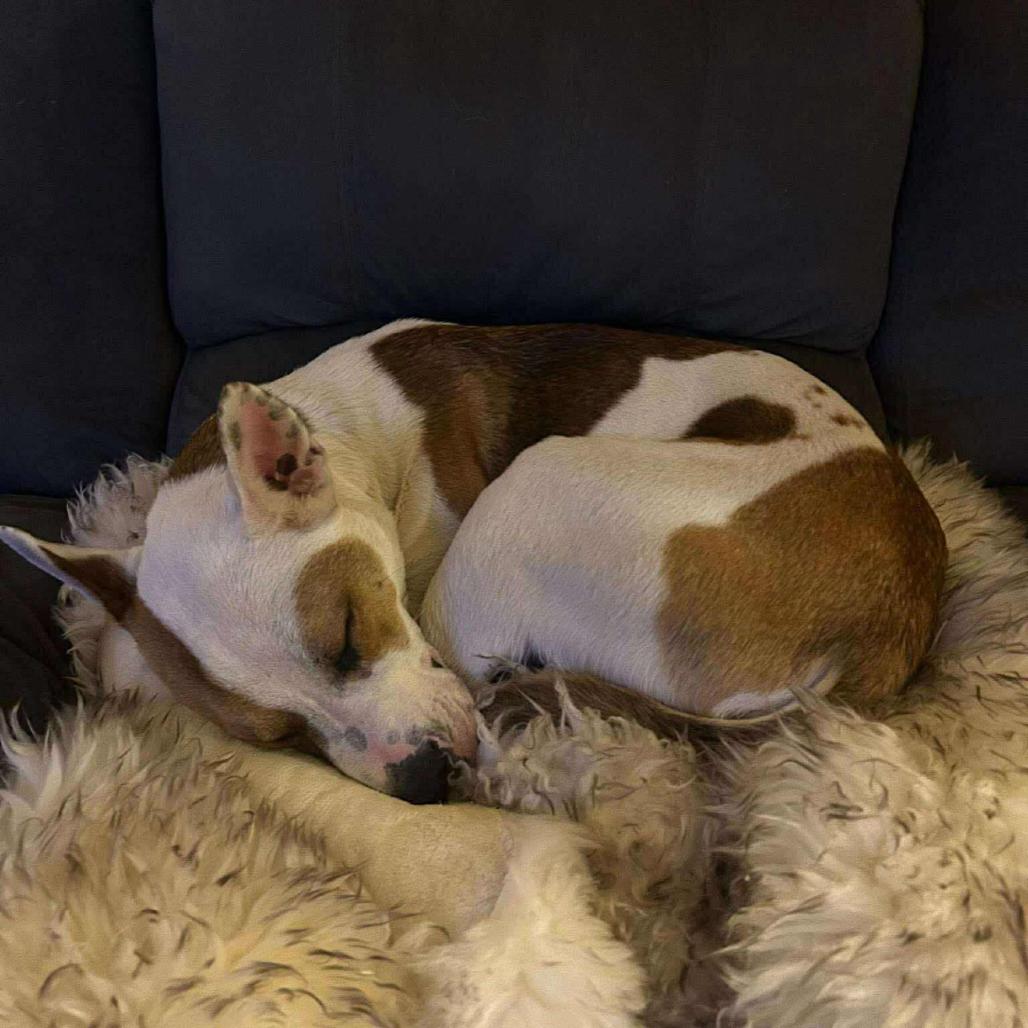 Enlarge Nash, a Adoptable mixed breed in Columbia Station, OH image 5/6