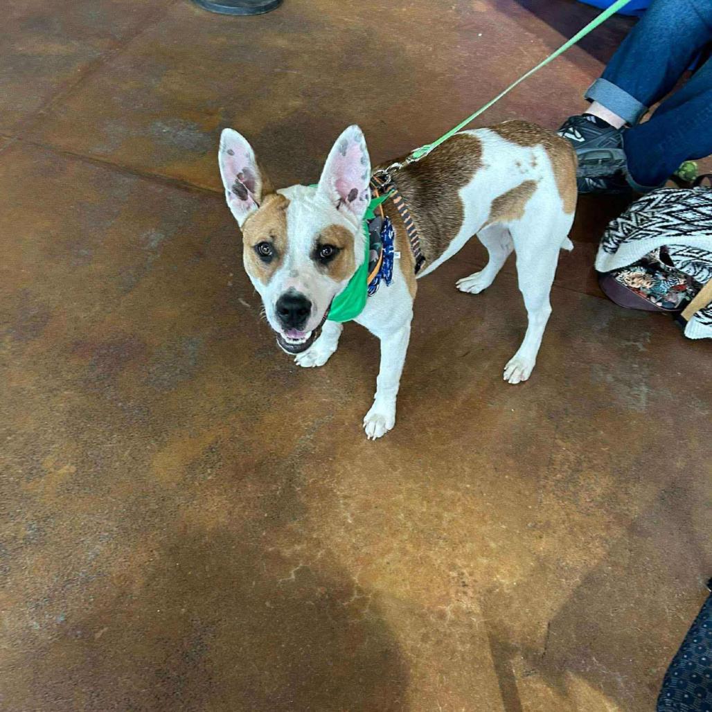 Enlarge Nash, a Adoptable mixed breed in Columbia Station, OH image 6/6