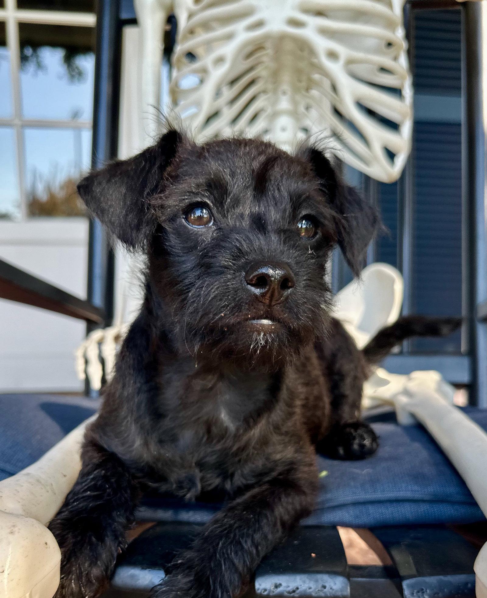 Enlarge Infinity, a Adopted mixed breed in Palo Alto, CA image 1/3