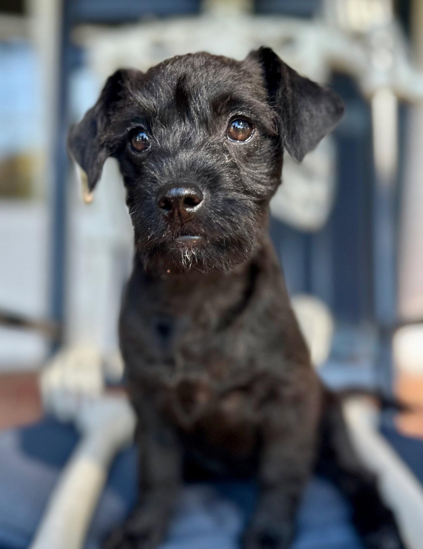Enlarge Infinity, a Adopted mixed breed in Palo Alto, CA image 2/3