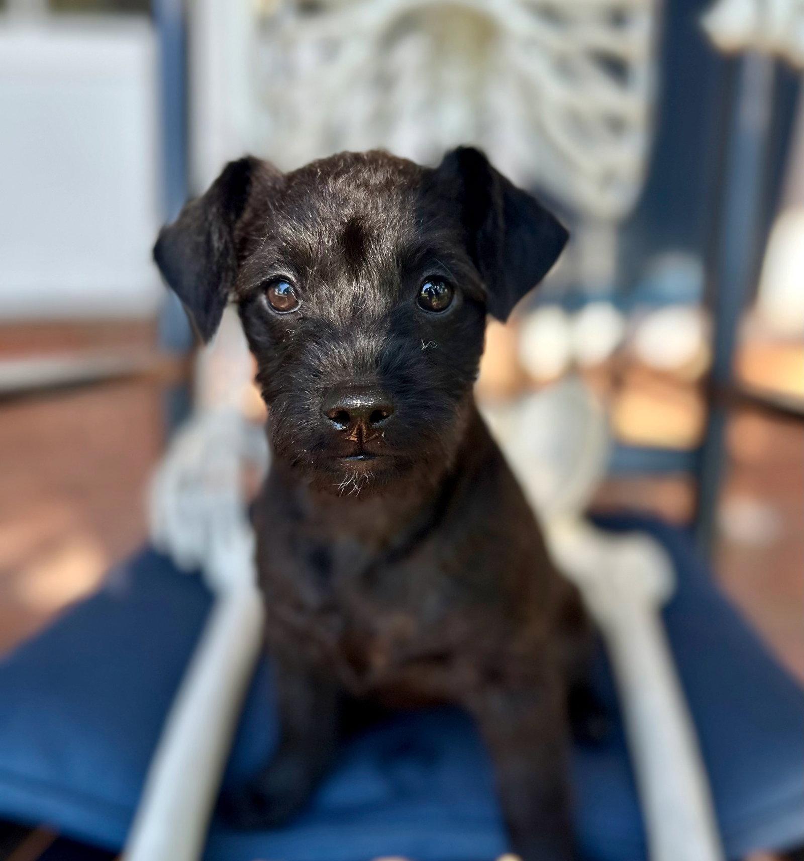 Enlarge Infinity, a Adopted mixed breed in Palo Alto, CA image 3/3