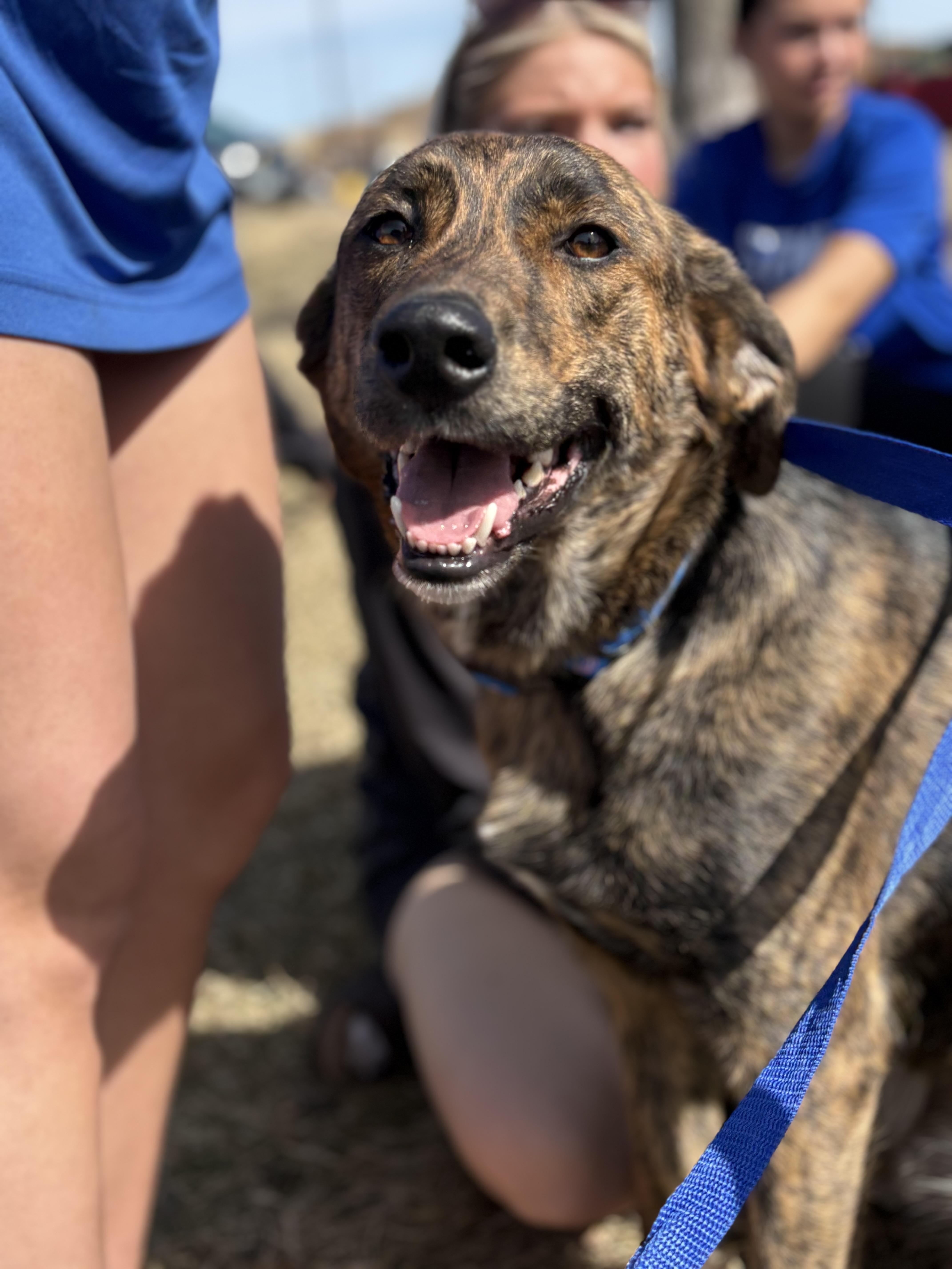 Enlarge Remi aka Carrot, a ADOPTABLE mixed breed in Zimmerman, MN image 3/3