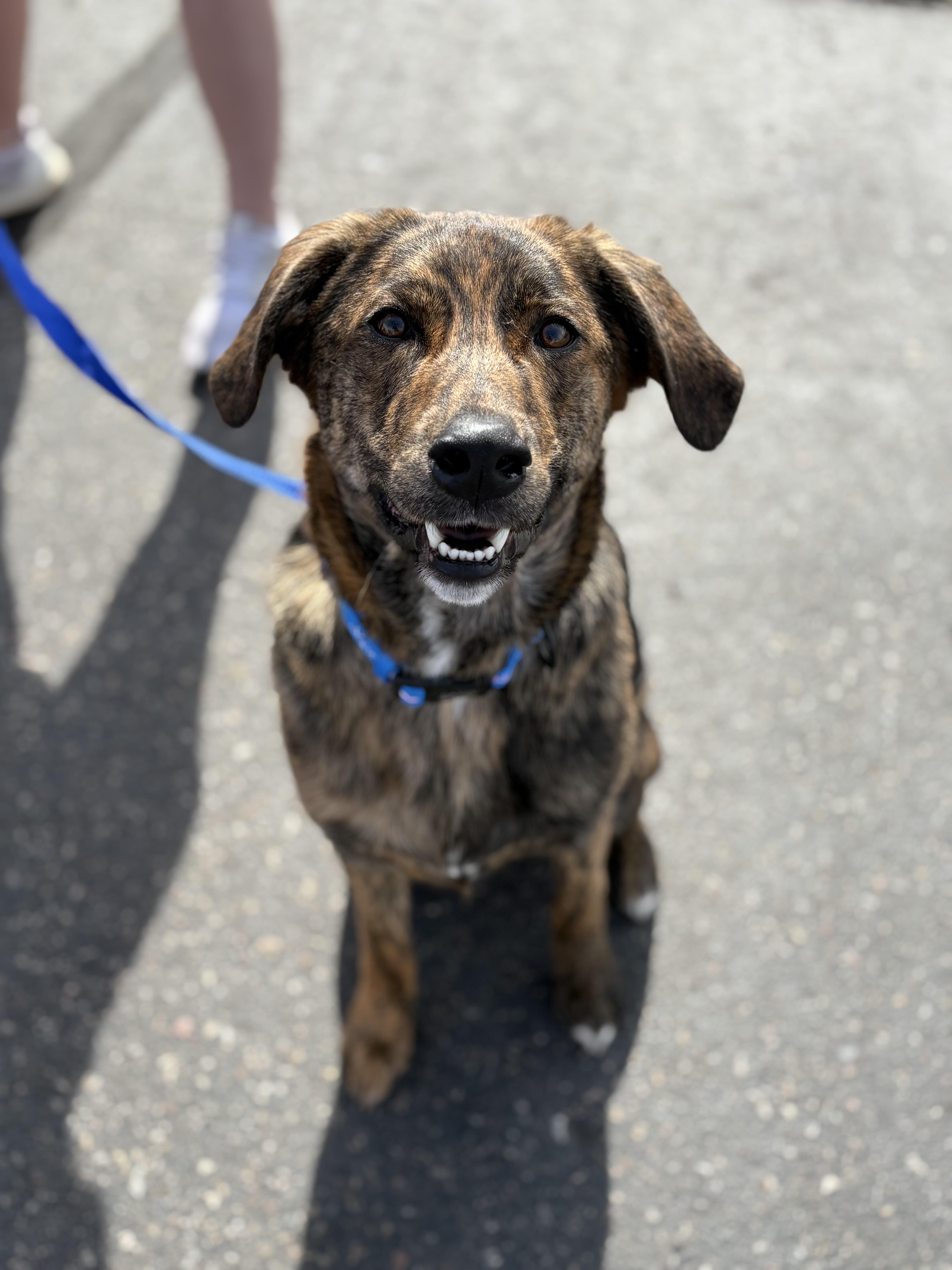 Remi aka Carrot, ADOPTABLE, Young Male Labrador Retriever & Australian Shepherd.