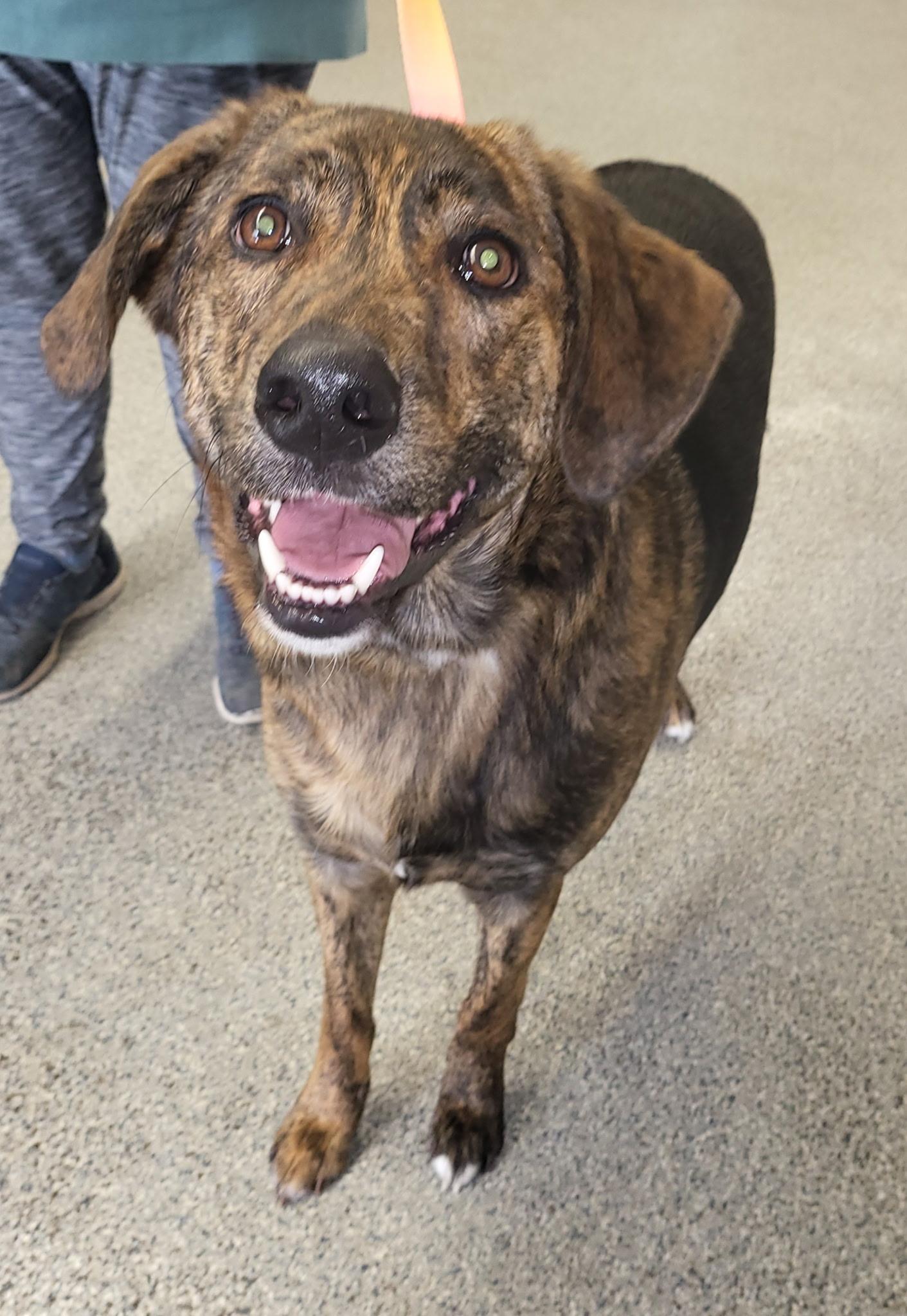 Enlarge Remi aka Carrot, a ADOPTABLE mixed breed in Zimmerman, MN image 2/3
