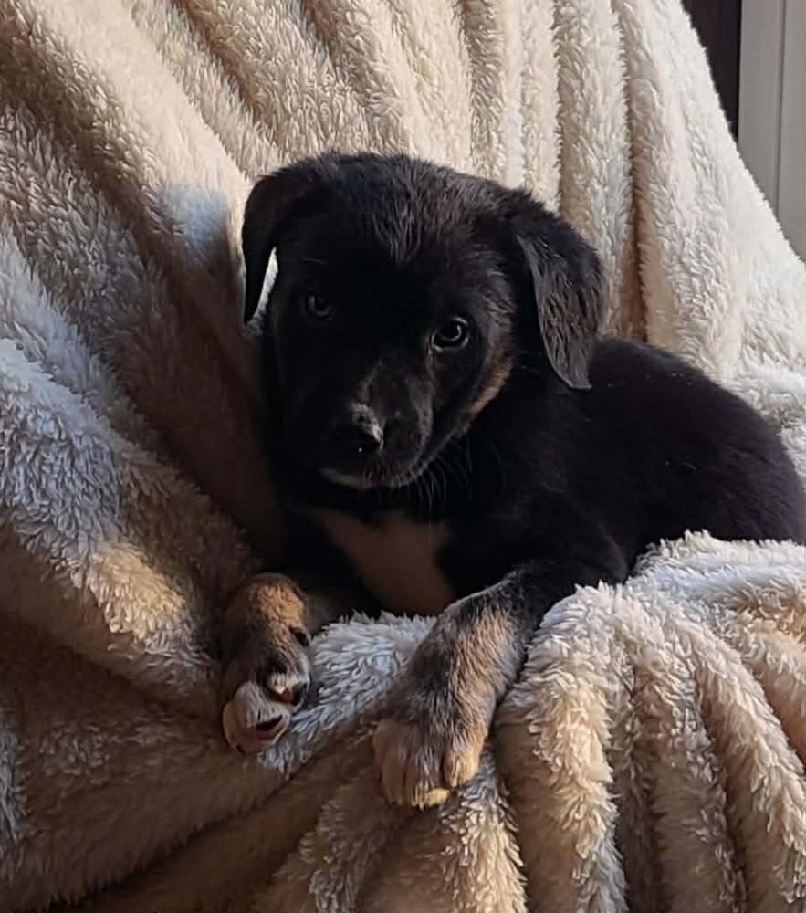 Gordita, Adoptable, Puppy Male Mixed Breed.