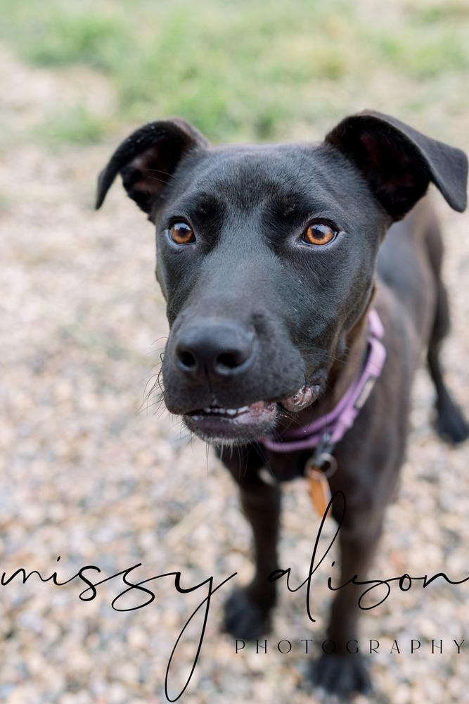 Atlas, Adoptable, Puppy Male Mixed Breed.