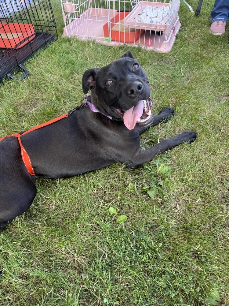 Enlarge Atlas, a Adoptable mixed breed in Dorr, MI image 2/6