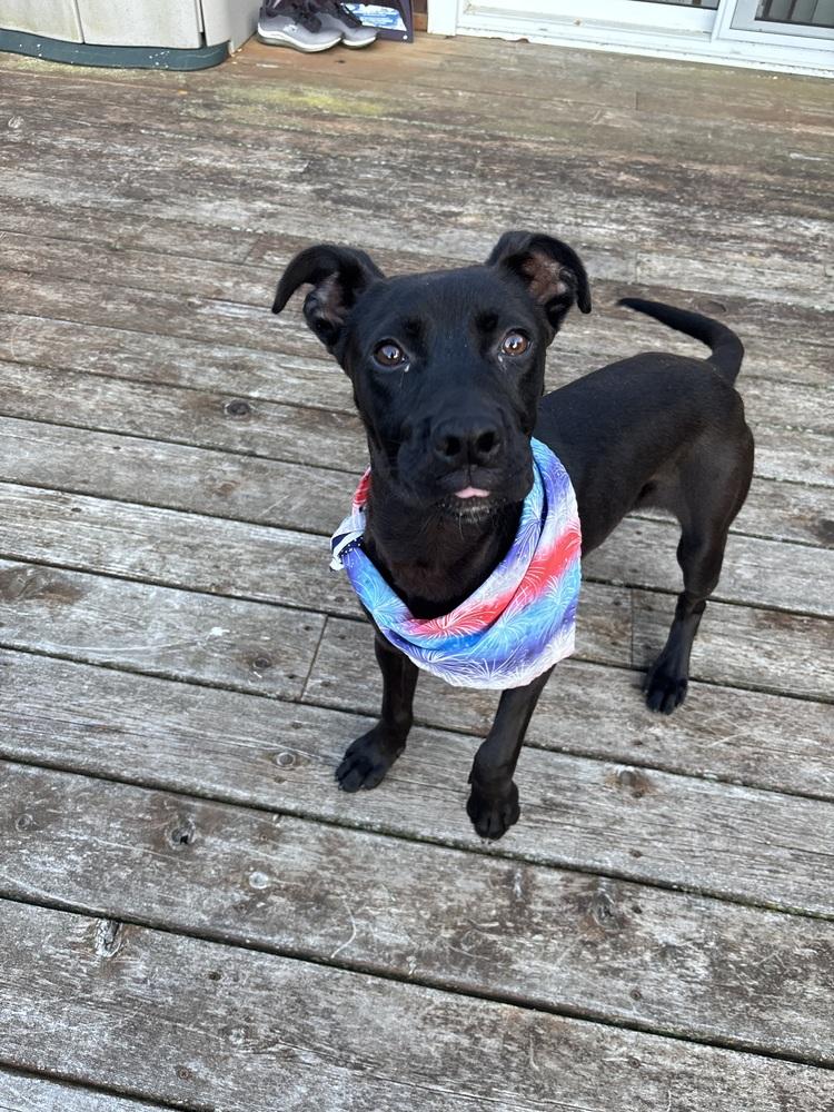 Enlarge Atlas, a Adoptable mixed breed in Dorr, MI image 3/6